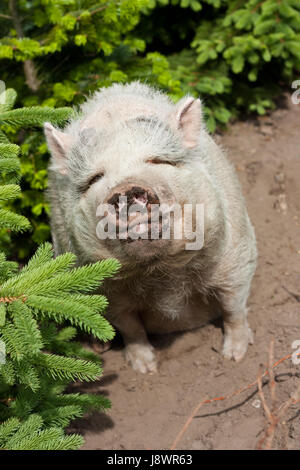 Augen, draußen, Bauch, Bauch, Borsten, dick, breit, Fett, Schwein, dunkel, Glanz, Stockfoto