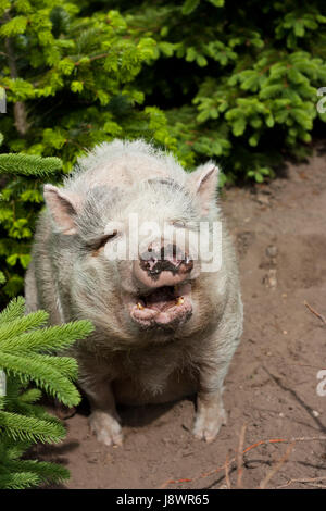 Augen, draußen, Bauch, Bauch, Borsten, dick, breit, Fett, Schwein, dunkel, Glanz, Stockfoto