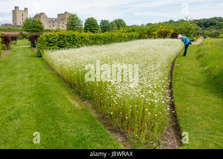 Helmsley Castle mit Blick auf den Helmsley Walled Garden mit einem neuen Demo Kornblume Wiese Einpflanzen Stockfoto