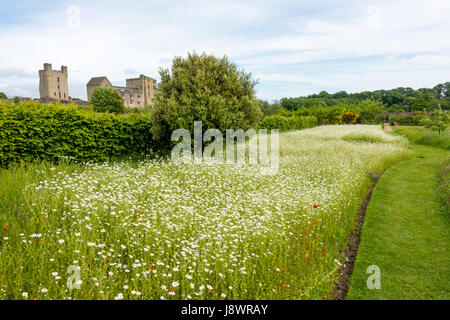 Helmsley Castle mit Blick auf den Helmsley Walled Garden mit einem neuen Demo Kornblume Wiese Einpflanzen Stockfoto