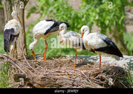 Bild eines Vogels eine Familie der Störche baut ein nest Stockfoto