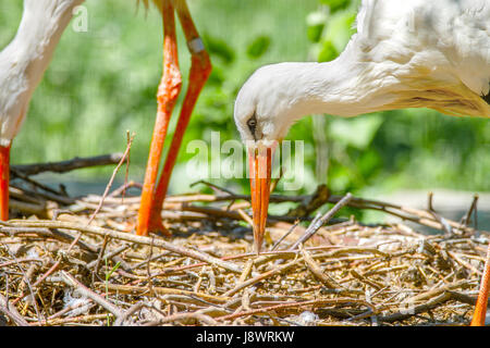 Bild von einem Vogel Storch Schnabel Nestbau Stockfoto