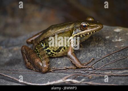 Ein Frosch ruht im Schatten. Stockfoto