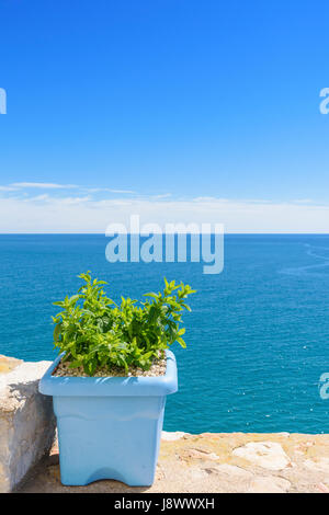 Minze in einem Topf auf einer Wand mit Blick auf das Mittelmeer in Peniscola an der Costa del Azahar, Castellon, Spanien Stockfoto