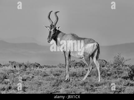 Die rote Kuhantilope (Alcelaphus Buselaphus Caama) ist eine Art von selbst-toed Huftiere in der Familie fand Horntiere im südlichen Afrika. Mehr als 130.000 Stockfoto