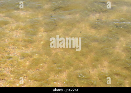 Küstenmeeres Wellen. Meerwasser mit Algen. Coastal Algen. Meeresstrand Stockfoto