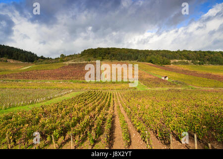 Frankreich, Saone et Loire, Mercurey, der Weinberg fallen Stockfoto