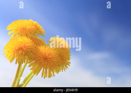 Löwenzahn auf blauen Himmel Hintergrund Nahaufnahme. Gruppe von gelben Blüten im Sommer Himmel Hintergrund. Platz für Text über lebendige Himmelblau. Stockfoto