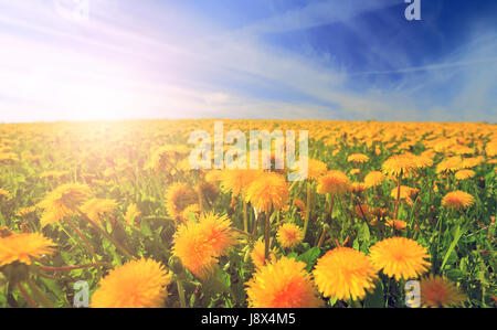 Blühende Wiese morgens. Gelber Löwenzahn im Sonnenlicht. Lebendige Sommerlandschaft. Blühenden Löwenzahn auf Tal Nahaufnahme. Stockfoto