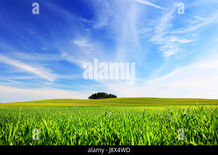 Grünen Wiese des Weizens an einem sonnigen Tag. Blauer Himmel mit weißen Wolken im Sommer. Sommer natürlichen Hintergrund. Stockfoto