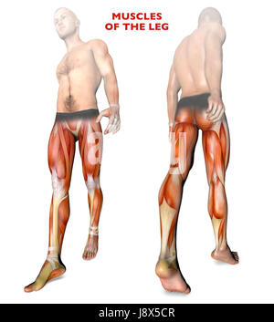 Beinmuskulatur, menschliche Körper, Anatomie, Muskulatur. 3D-Rendering Stockfoto