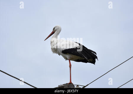 Weißstorch (Ciconia Ciconia) sitzen auf einem Bein in der Spitze einer Säule, Bild aus dem Norden von Zypern. Stockfoto