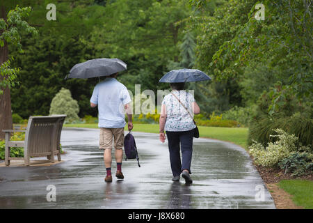 Ein paar Spaziergang im Regen mit Regenschirmen während eines Regenschauers über Mai Feiertag im RHS Garden Wisley, Surrey, UK Stockfoto