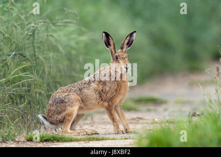 Brauner Hase (Lepus Europaeus) sitzen um Aufmerksamkeit auf einen Norfolk Ackerland Bauernhof. Stockfoto