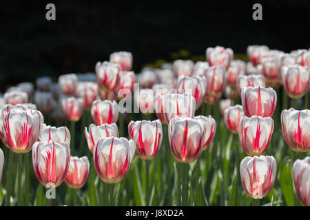 Kanada 150 Tulpen Stockfoto