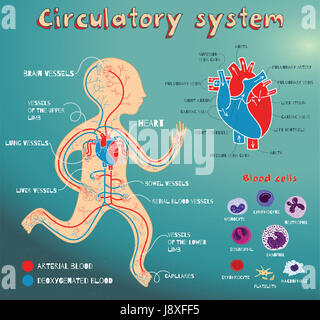 Menschlichen Herz-Kreislauf-System für Kinder. Vektor-Farbe-Cartoon-Illustration. Anatomie des Menschen Herz-Kreislauf-System. Arten von Blutzellen. Die Struktur der huma Stockfoto
