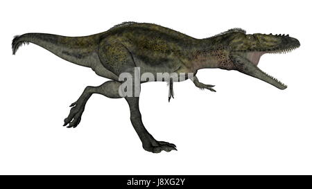 Alioramus Dinosaurier laufen und Brausen isoliert in weißem Hintergrund - 3D render Stockfoto