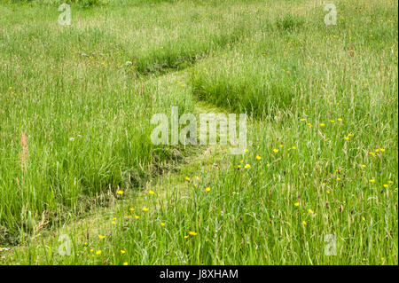 A mown grass path winding through a meadow Stockfoto