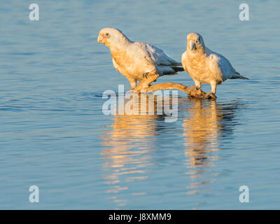 Zwei kleine Corellas ein trinken vor Ort am See Senn in Perth, Western Australia. Stockfoto