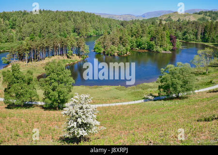 England, Cumbria, englischen Lake District, Tarn Hows. Stockfoto