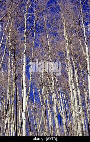 Espe Bäume mit weißen Stämmen und keine Blätter vor einem tiefblauen Himmel. Stockfoto