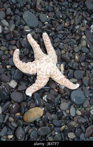 Ein Seestern auf den meist schwarzen Felsen von Alki Beach in West Seattle angespült und aussieht, als ob es Runningback ins Wasser ist. Stockfoto