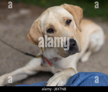 Ein gelber Labrador Retriever legt sich auf den Boden in einem Park mit einer Pfote auf das Knie des Fotografen und schaut die Kamera Stockfoto