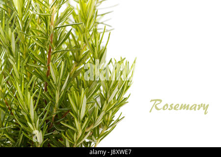 Frische Bio-Rosmarin-Kräuter wachsen im Freien. Hautnah. aromatische Zutat für Speisen und Getränke Stockfoto