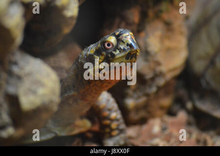 Schildkröte Stockfoto