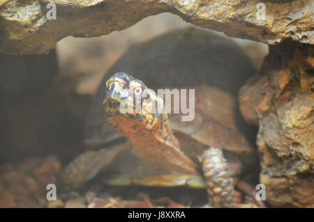 Schildkröte Stockfoto