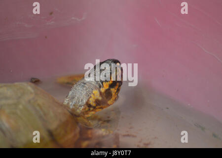 Schildkröte Stockfoto