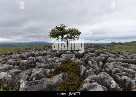 Leuchtfeuer fiel Forrest von oben Stockfoto