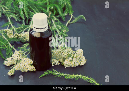 Tinktur aus Schafgarbe (Achillea Millefolium) in der Flasche close-up - Vintage-Look Stockfoto