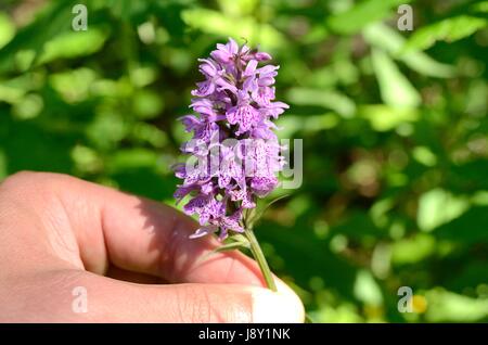 Die Gepunktete Orchidee (Dactylorhiza) Stockfoto