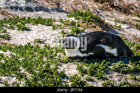 Nahaufnahme des Afrikanischen oder Jackass Penguin, Spheniscus demersus, Nesting in Gras, Pinguinkolonie, Simon's Town, Cape Town, Western Cape, Südafrika Stockfoto