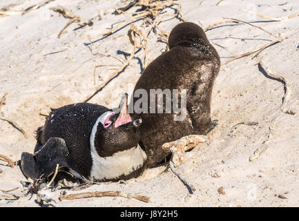 African Penguin, Spheniscus demersus, Eltern anrufen, mit großen, flauschigen braun Baby in Kolonie Baumschule, Simon's Town, Cape Town, Western Cape, Südafrika Stockfoto