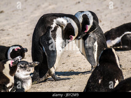 Jackass Pinguine Spheniscus demersus, paar Gruß am Strand, Simon's Town, Cape Town, Western Cape, Südafrika Stockfoto