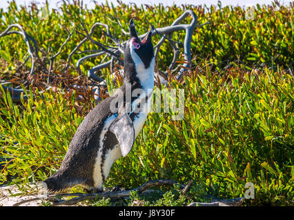 Afrikanische oder Jackass Penguin, Spheniscus demersus, wiehert, mit offenem Mund in sandigen Gras, Simon's Town, Cape Town, Western Cape, Südafrika Stockfoto