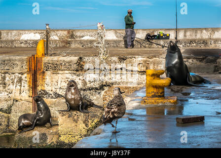 Männliche und weibliche Kappelrobben, Arctocephalus pusillus, auf Stufen in False Bay Hafen und ein alter Mann Angeln, Western Cape, Südafrika Stockfoto