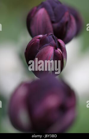 Tulipa Doppel späte Tulpe schwarz Held Stockfoto