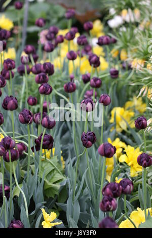 Tulipa Doppel späte Tulpe schwarz Held mit Narzissen Stockfoto