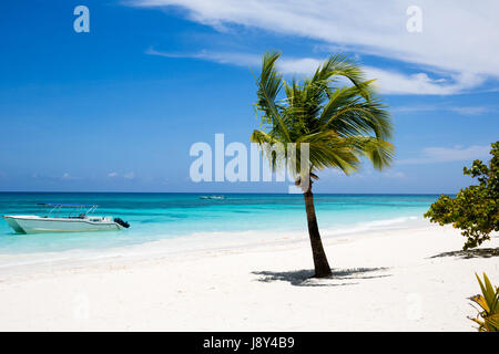 Kokospalme auf weißen Sandstrand auf der Insel Saona, Dominikanische Republik. Stockfoto