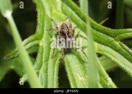 Wolf Spider Stockfoto