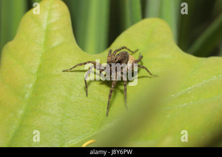 Wolf Spider Stockfoto