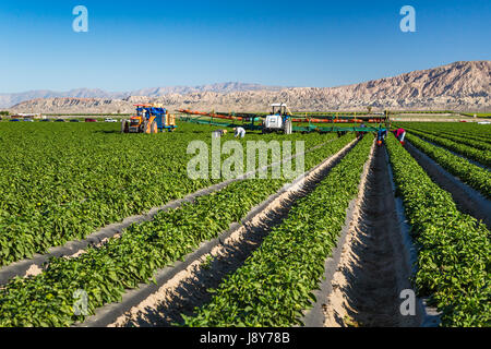 Ernte einer Winterkultur Paprika im Imperial Valley von Kalifornien, USA. Stockfoto