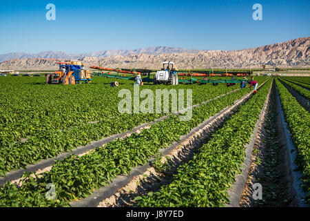 Ernte einer Winterkultur Paprika im Imperial Valley von Kalifornien, USA. Stockfoto