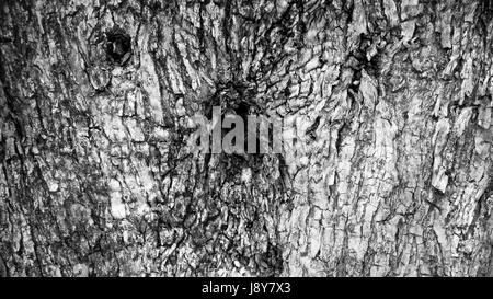 Rinde Oliven Baum in schwarz / weiß Stockfoto