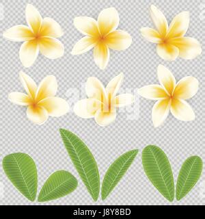 Weiße und gelbe Plumeria Blume Stock Vektor