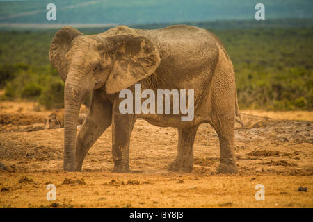 Elefanten im Addo Elephant Park - Südafrika Stockfoto