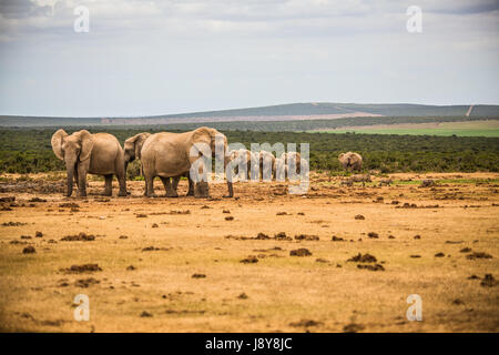 Elefanten im Addo Elephant Park - Südafrika Stockfoto